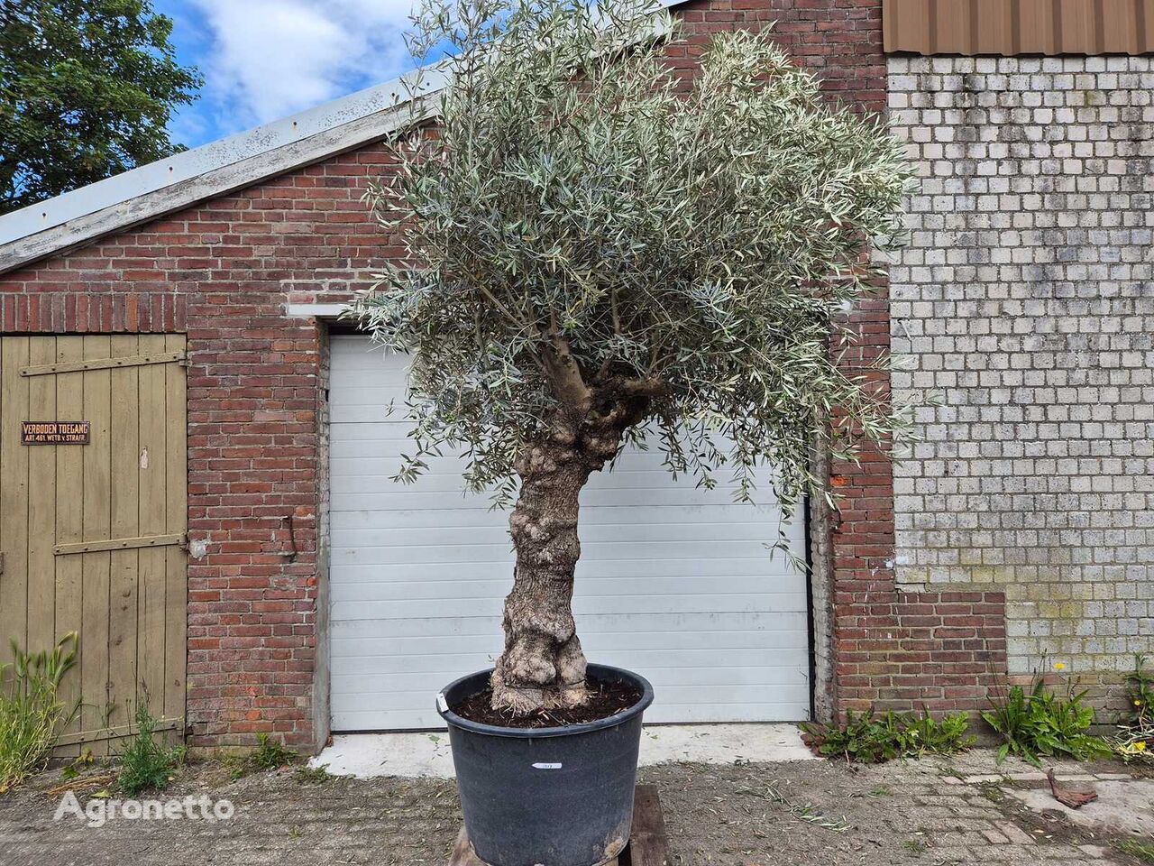 саженец плодового дерева Bonsai