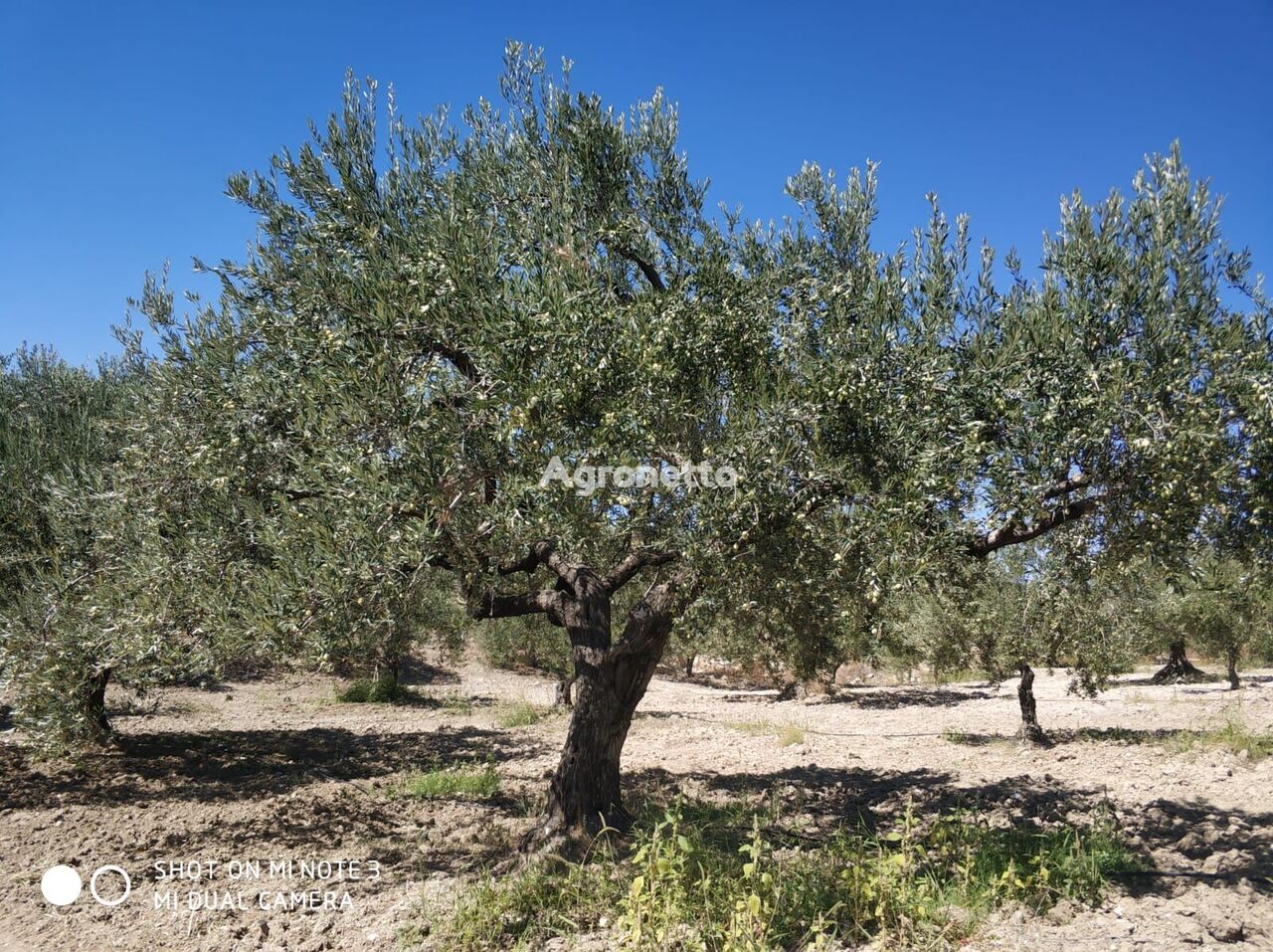 Земля для выращивания оливок